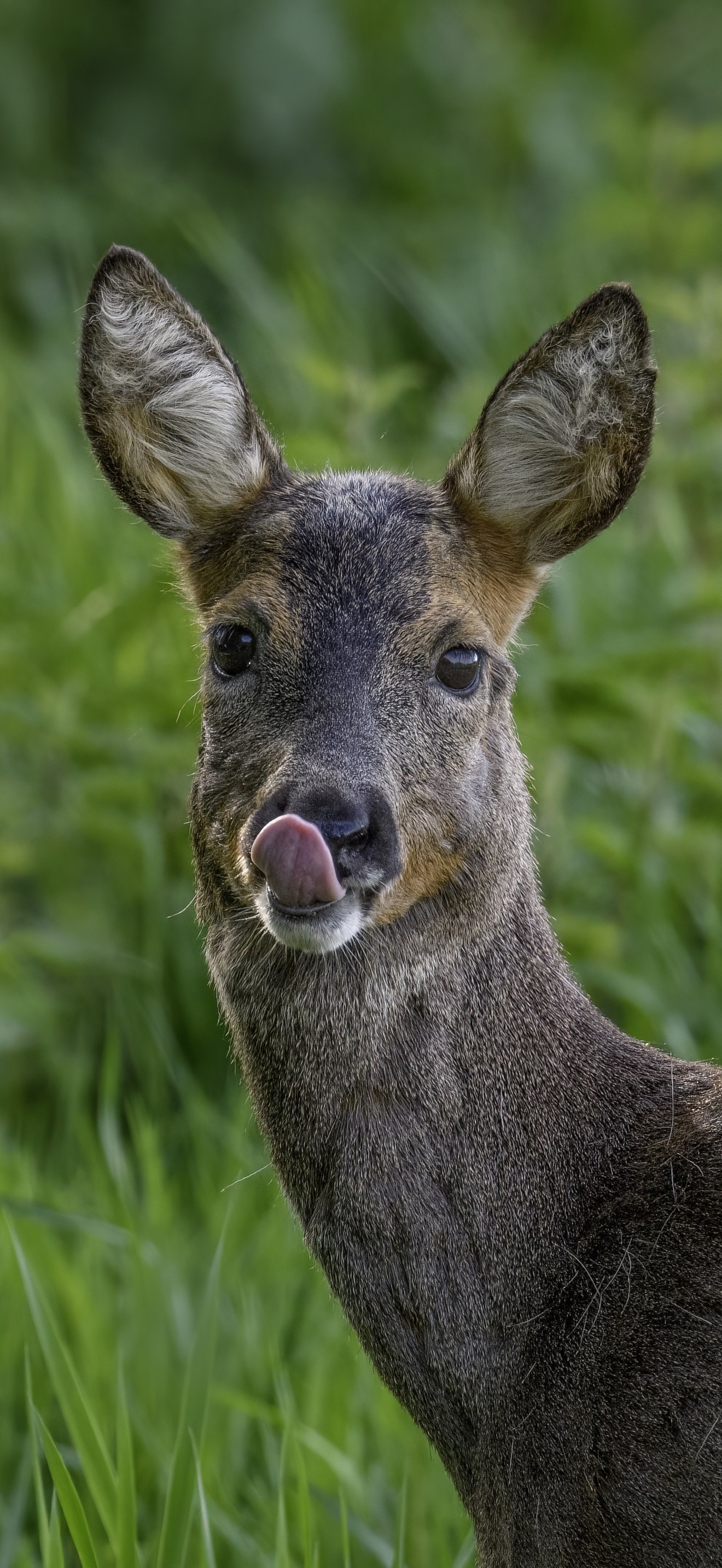 Female Roe deer