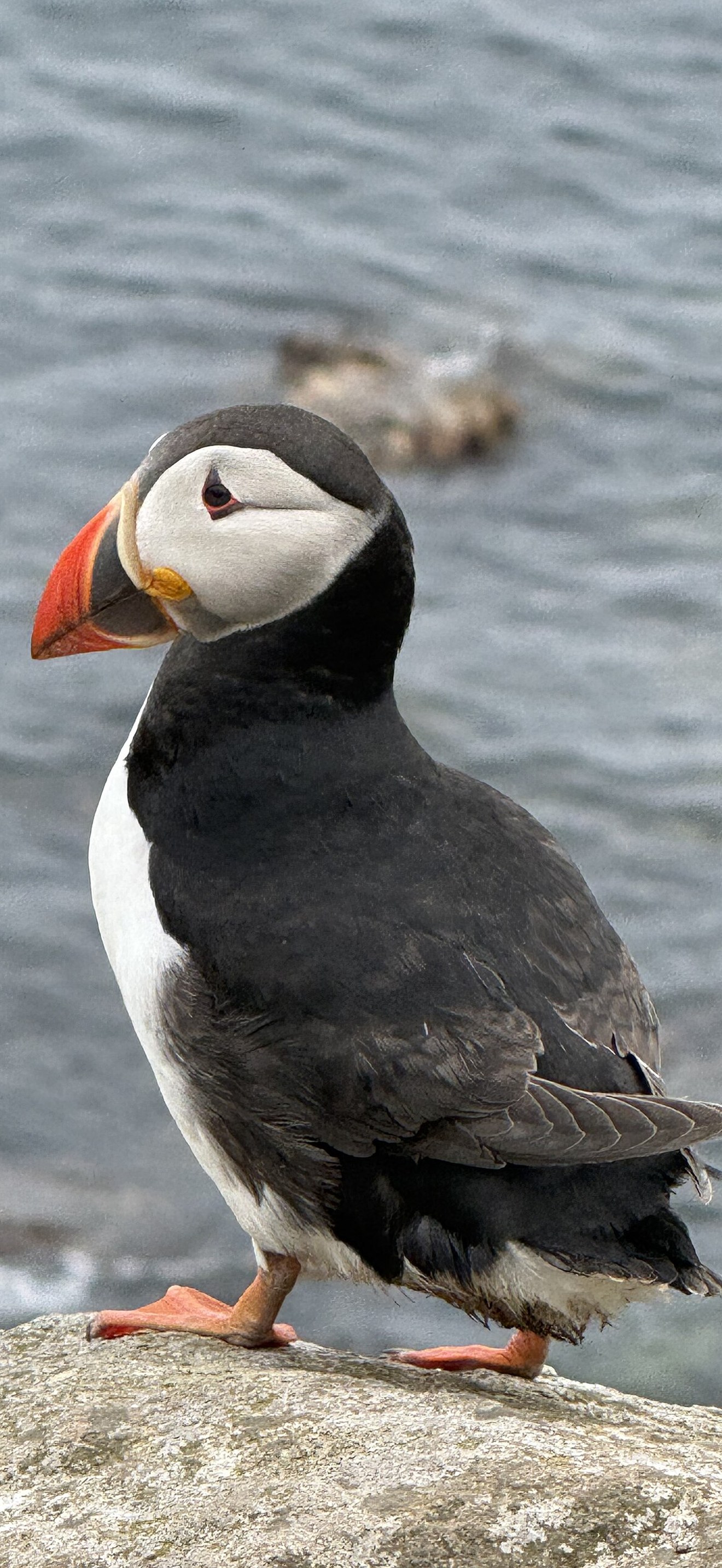 Atlantic Puffin, Jul 2026, Great Saltee Island, Ireland