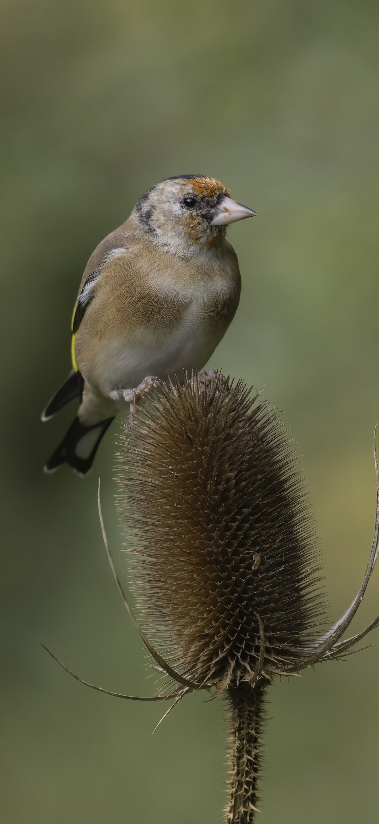 Goldfinch on teasel - Flickr - cazalegg