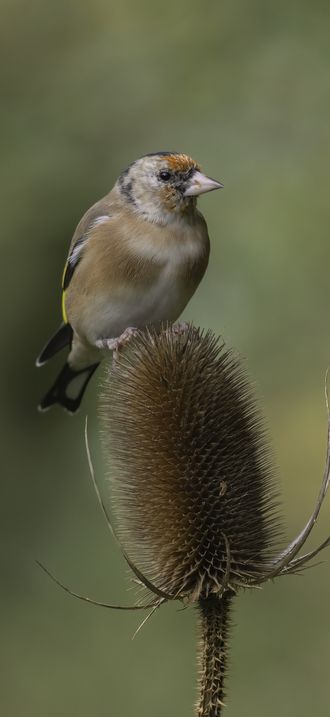 Goldfinch on teasel - Flickr - cazalegg