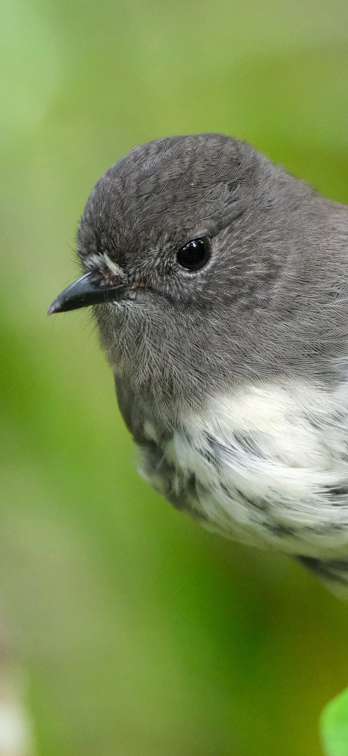 South Island Robin clinging to a branch (Ulva Island)