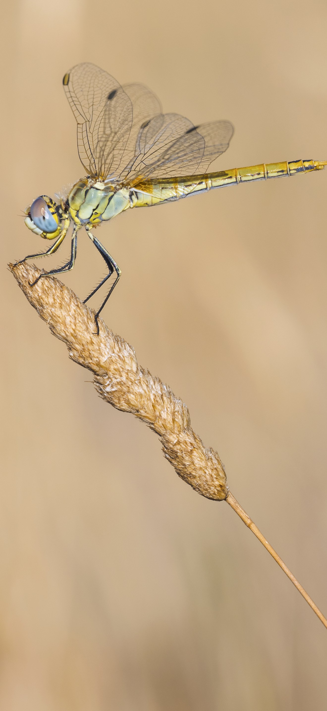 Sympetrum fonscolombii, female, Sète cf04