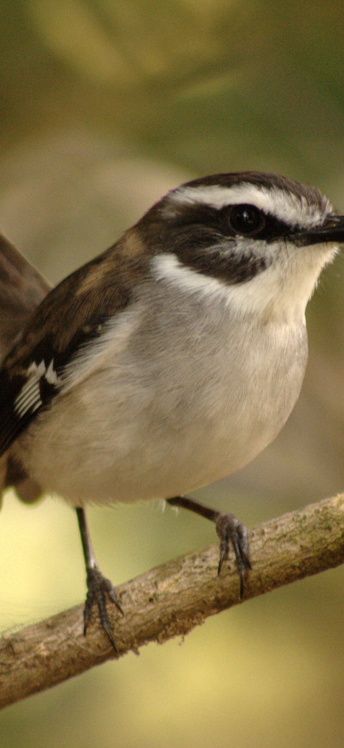 White-Browed Robin