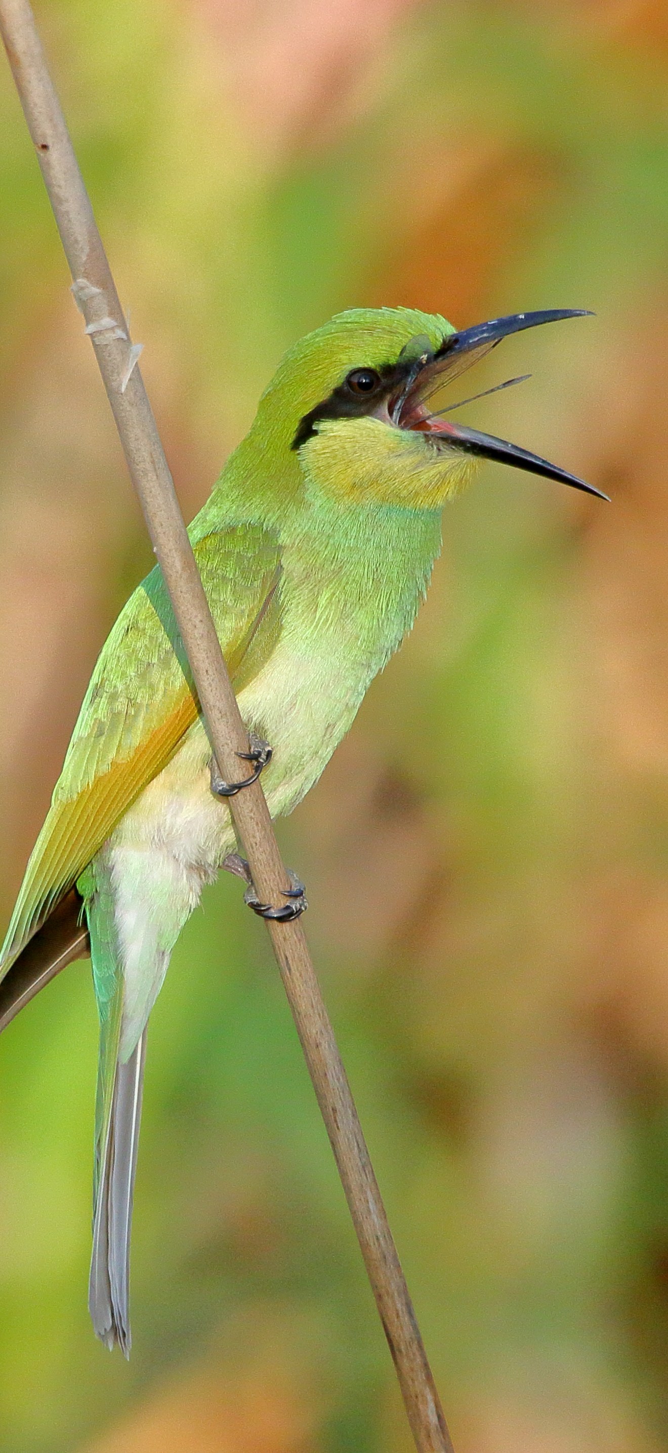 Green Bee Eater with Dragonfly kill
