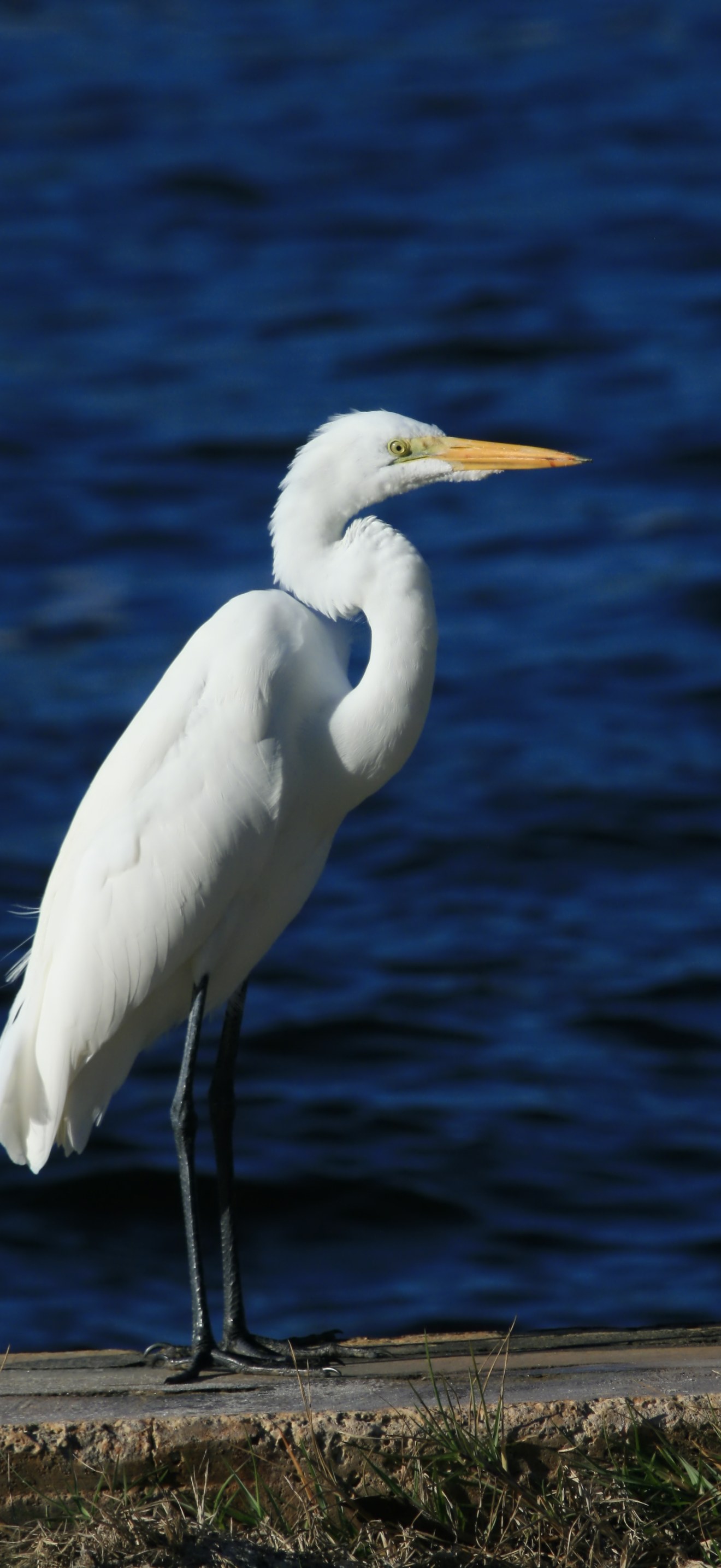 Ardea Alba in Hugh Taylor Birch State Park