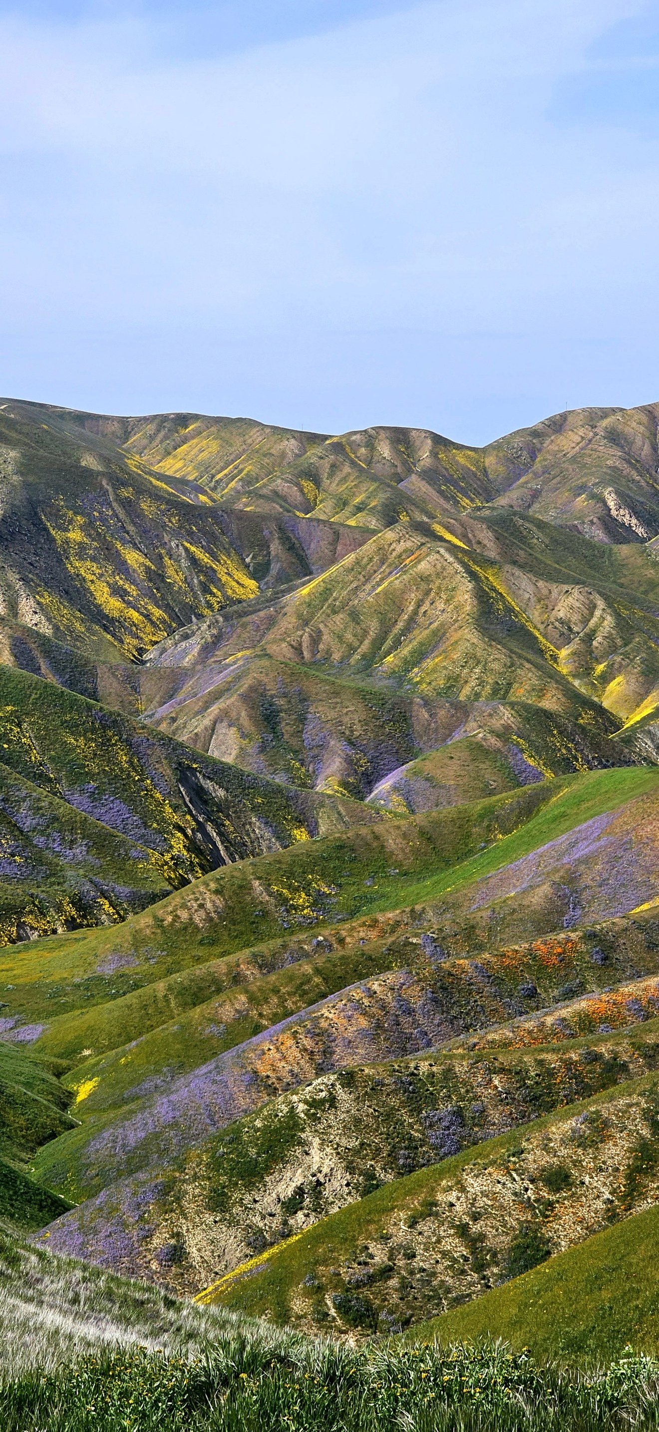 BenHoke-CCFO-PanocheHills