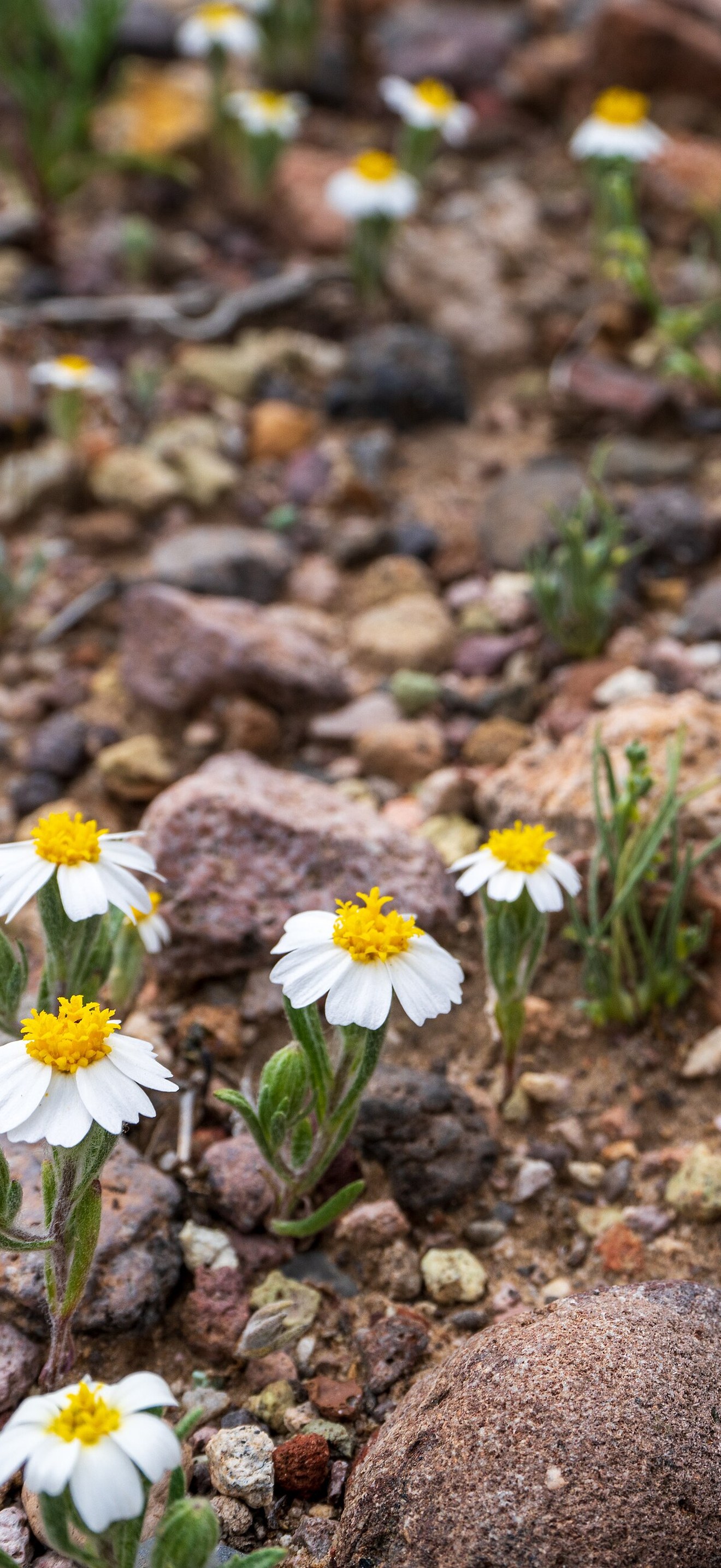 Desert Star (Monoptilon bellioides)