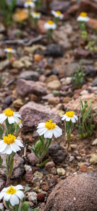Desert Star (Monoptilon bellioides)