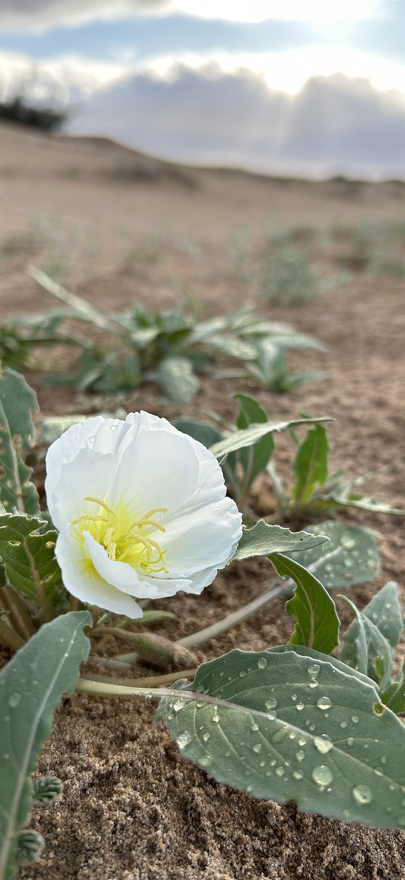 Desert Wildflowers