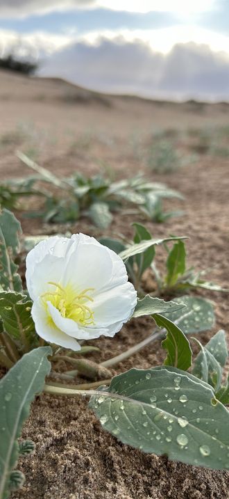 Desert Wildflowers