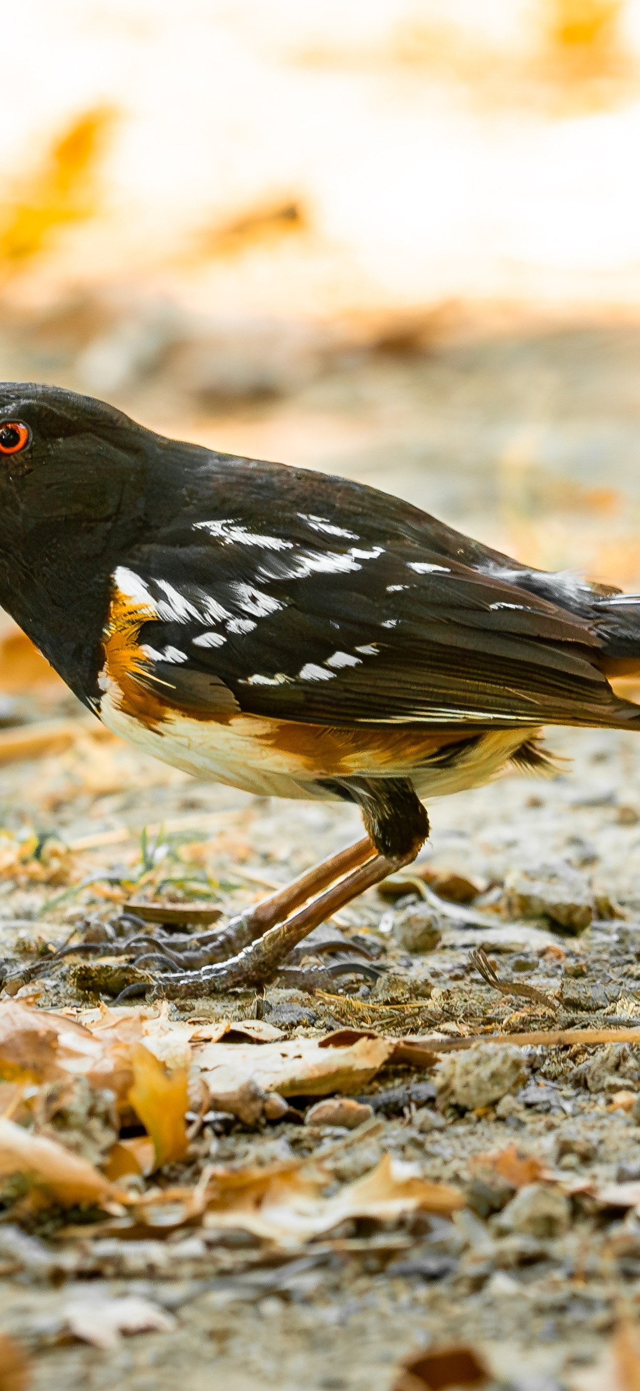 Spotted Towhee at Cosumnes River Preserve