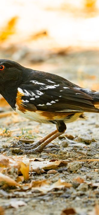Spotted Towhee at Cosumnes River Preserve