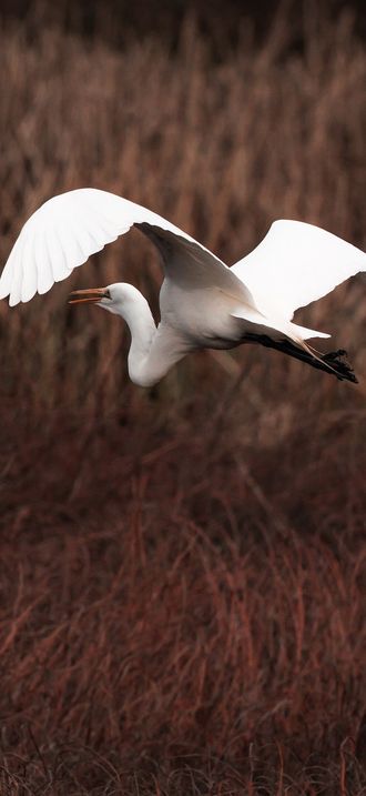 Great Egret