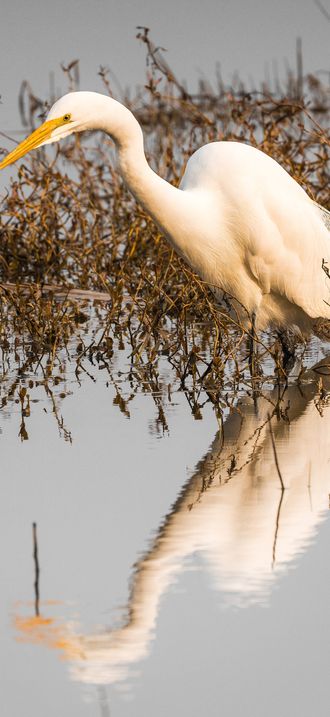 Great Egret