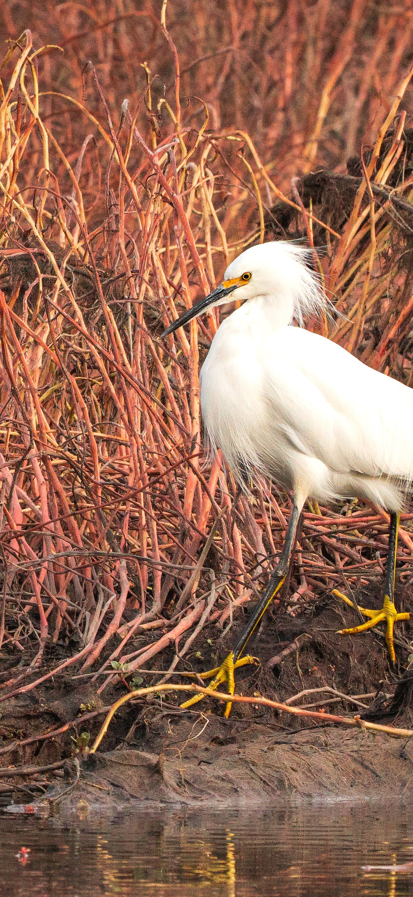 Snowy Egret