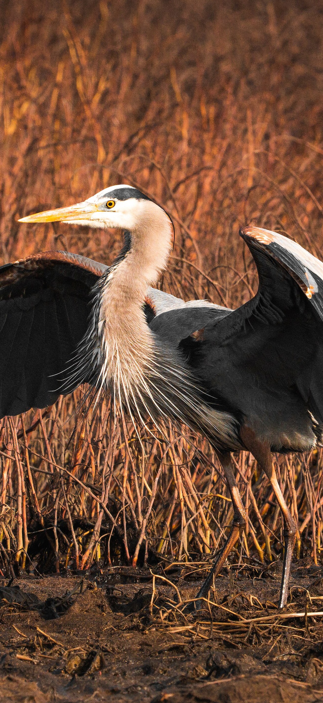 Blue Heron