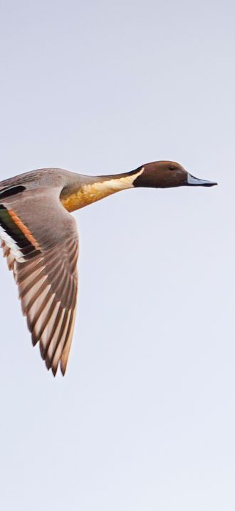 Ducks at Cosumnes River Preserve