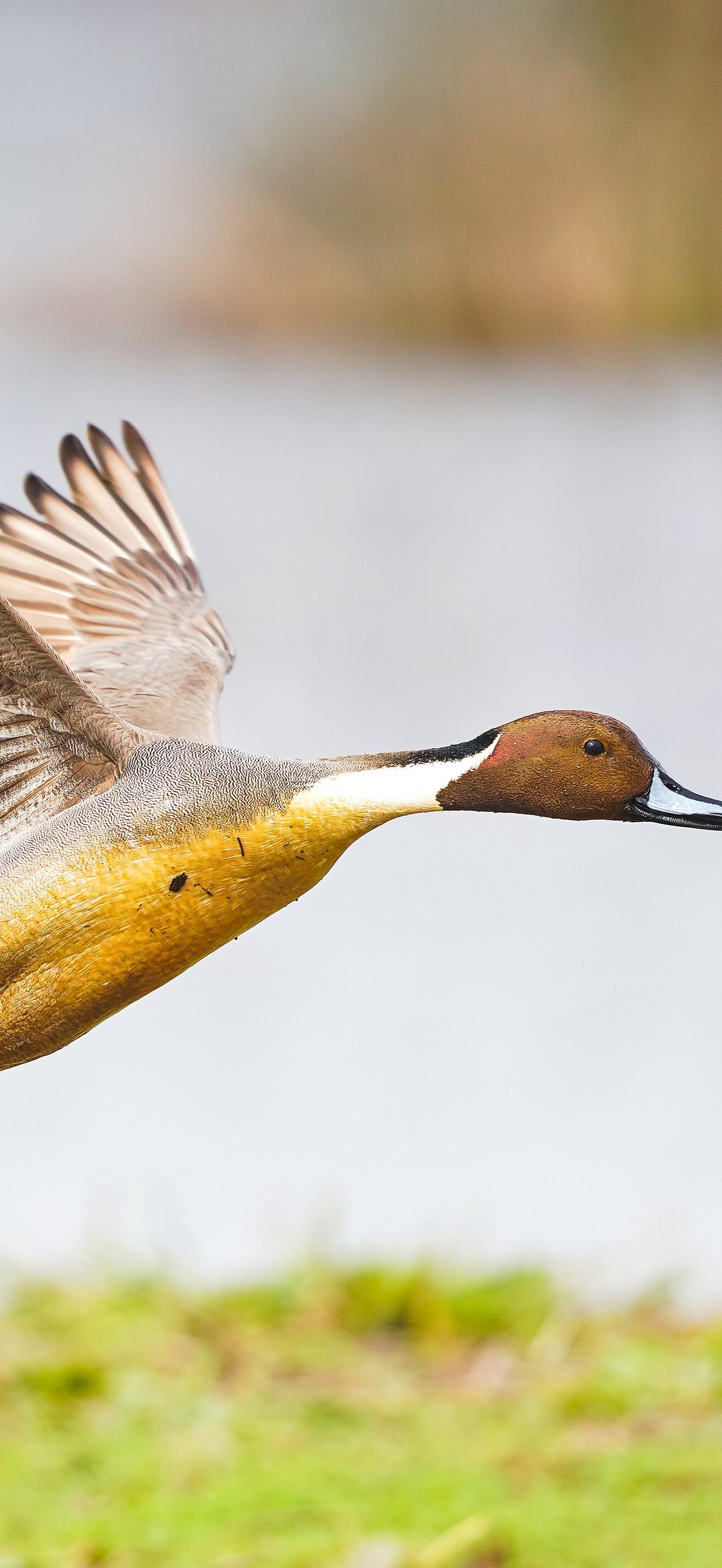 Ducks at Cosumnes River Preserve