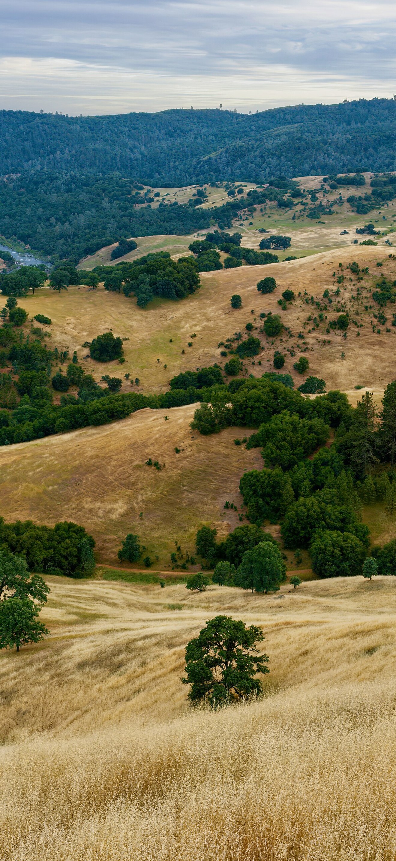 DaveOConnor MotherLode CronanRanch