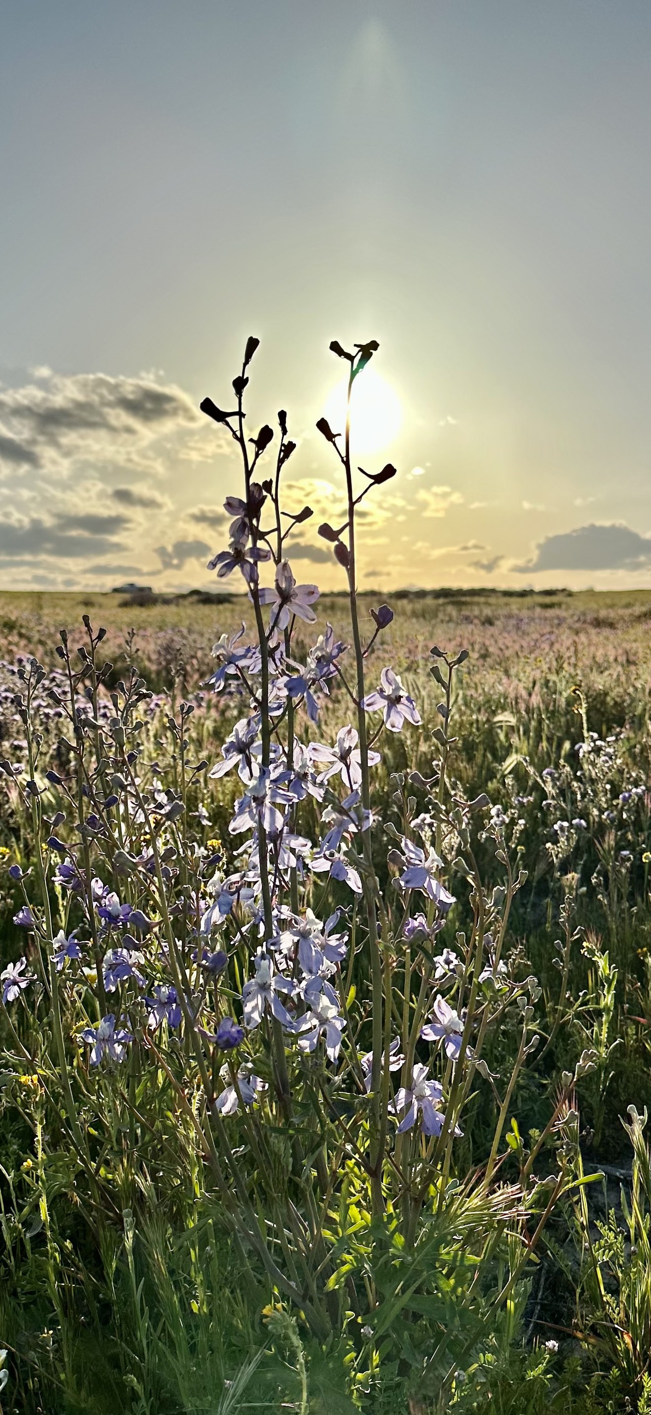 Wildflowers at Carrizo Plain