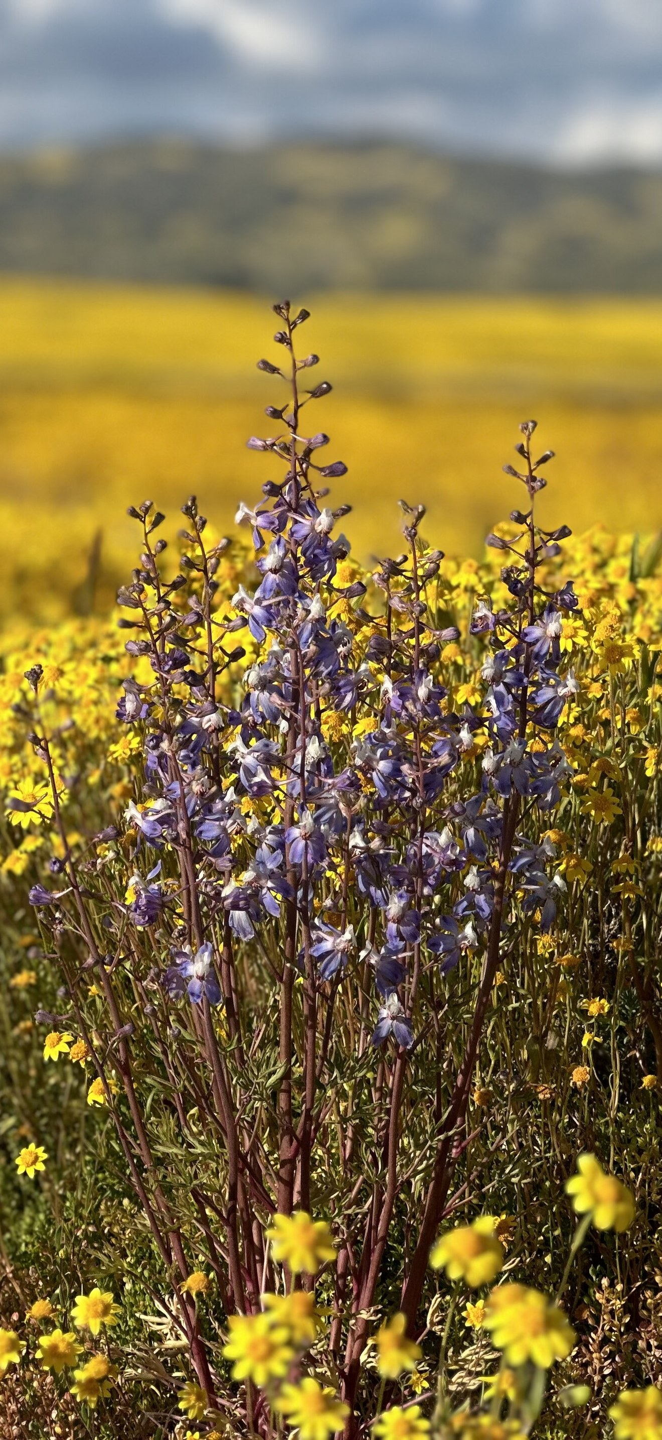 Wildflowers at Carrizo Plain