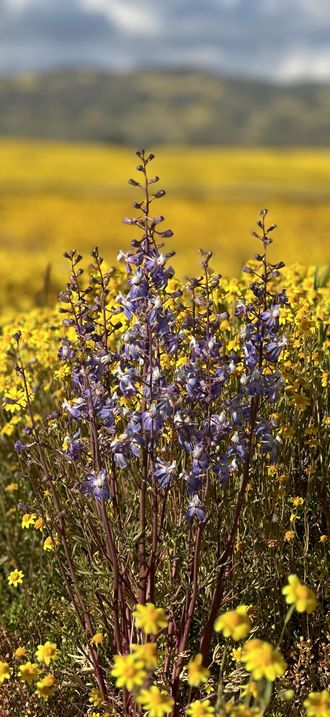Wildflowers at Carrizo Plain