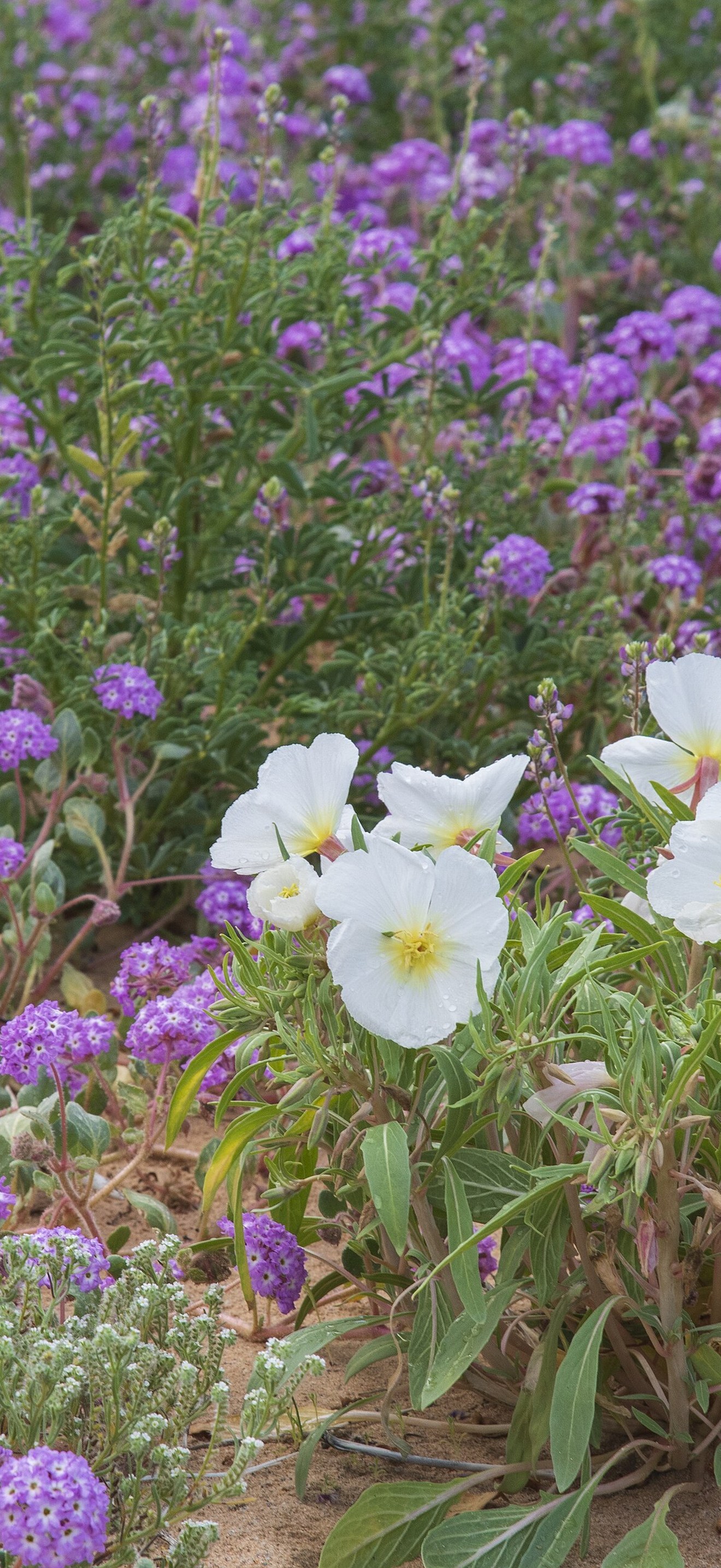 Desert Lily Sanctuary