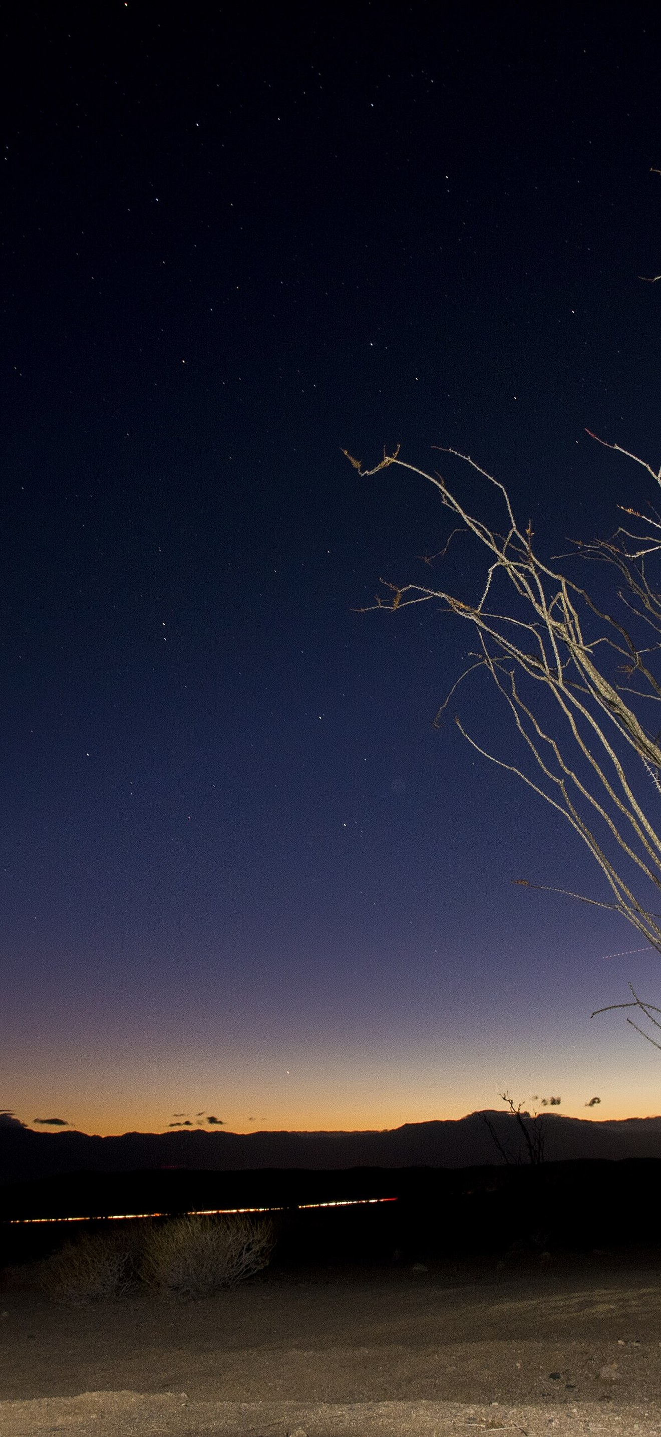 Ocotillo night sky