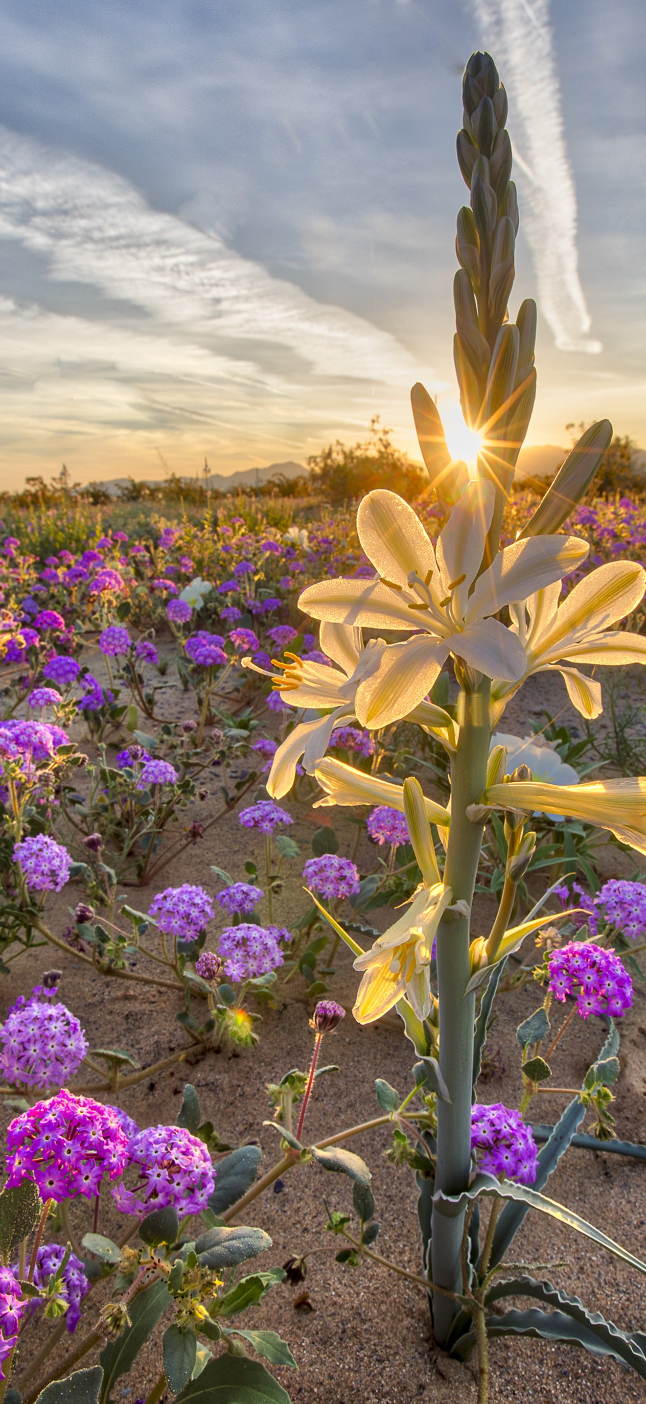 Desert Lily Preserve