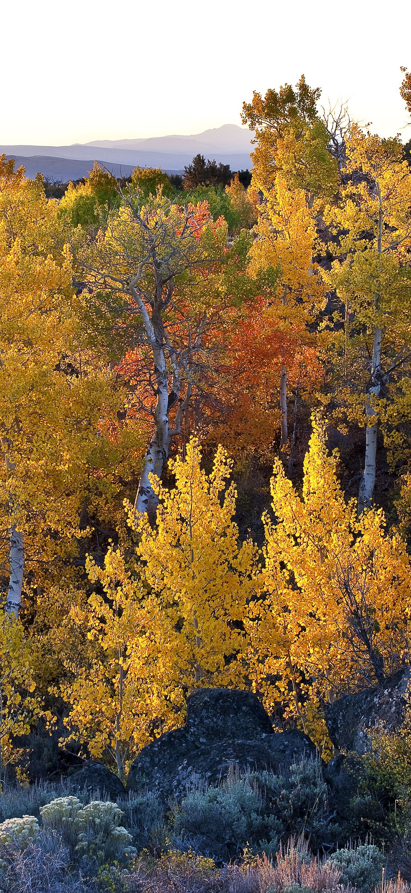 Wall Canyon Wilderness Study Area