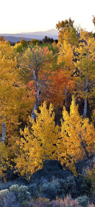 Wall Canyon Wilderness Study Area