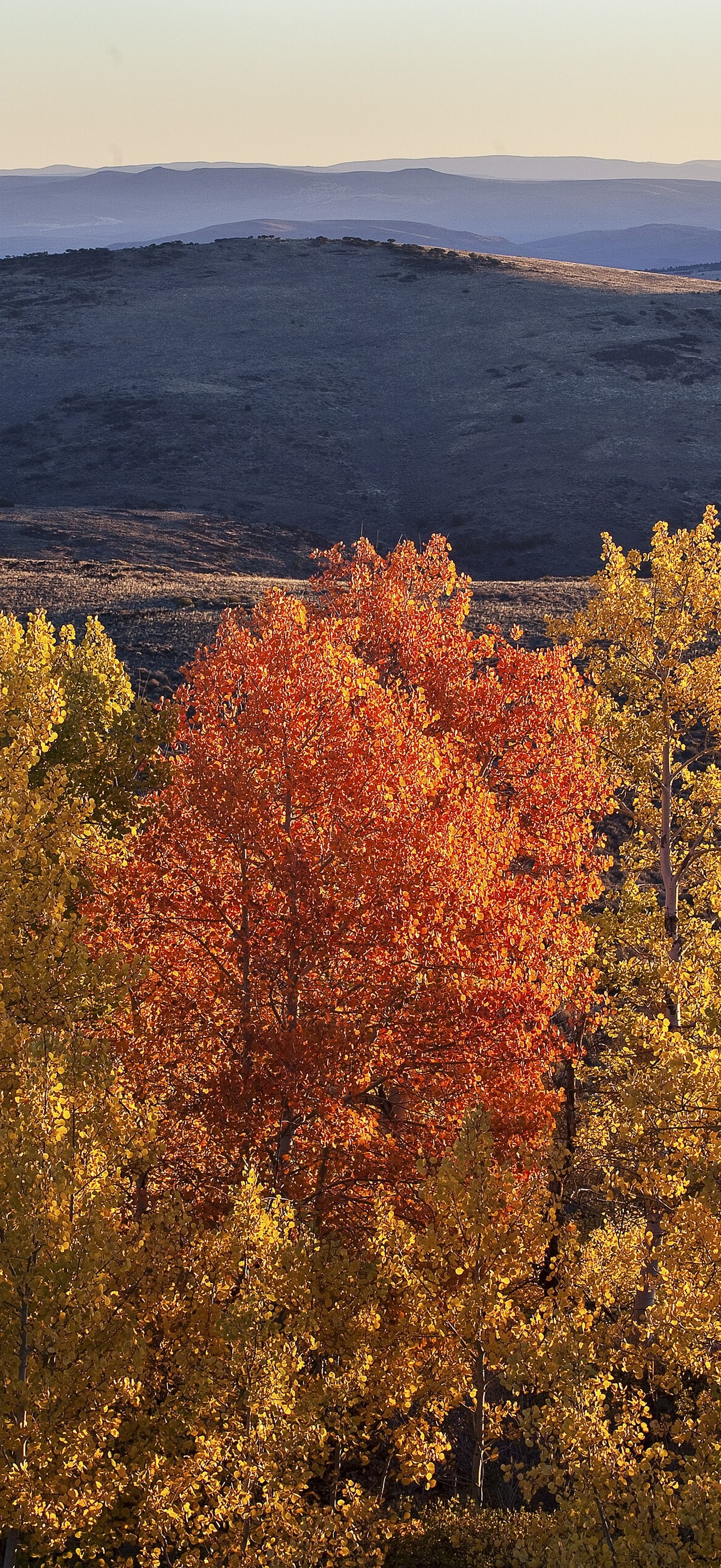 Wall Canyon Wilderness Study Area