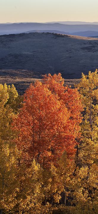 Wall Canyon Wilderness Study Area