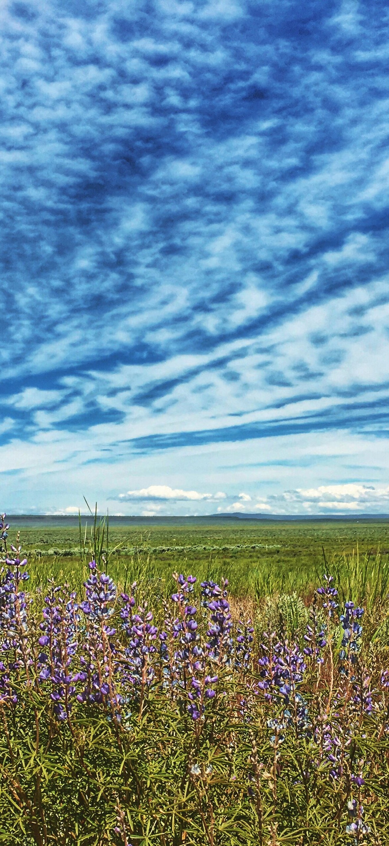 BLM Applegate Field Office Wildflower Bloom