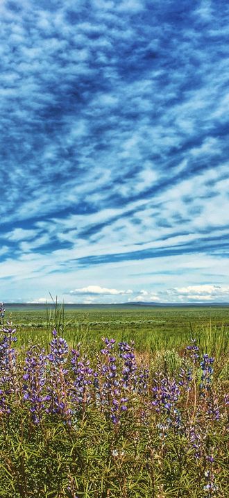 BLM Applegate Field Office Wildflower Bloom