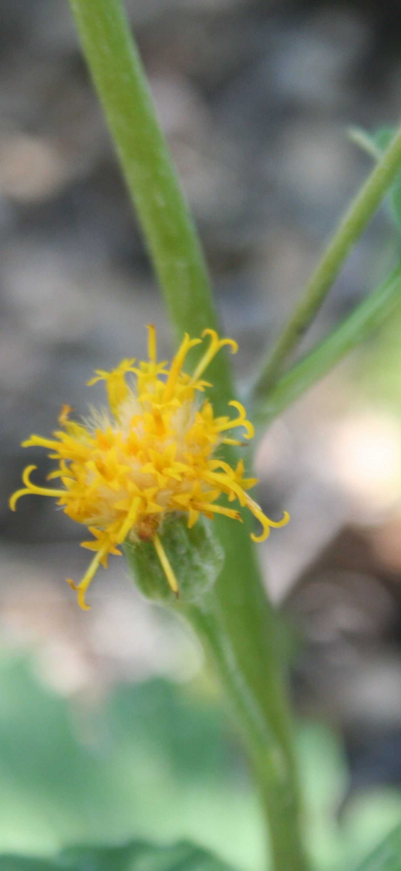 BLM Arcata Field Office Wildflowers