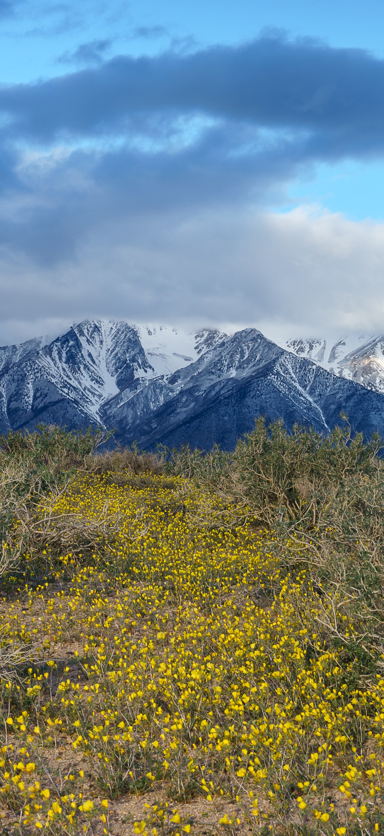 Wildflowers in the BLM Bishop Field Office