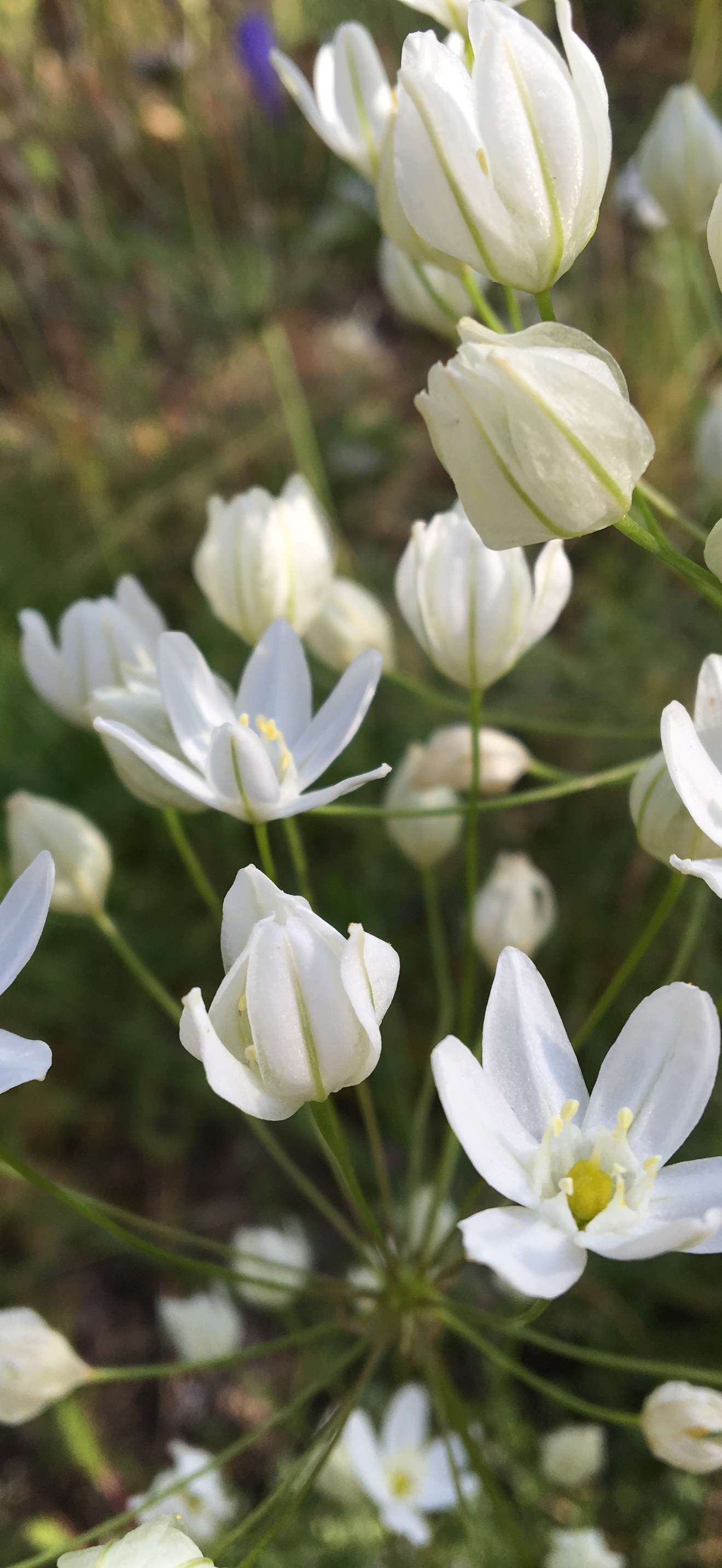 BLM Ukiah Field Office Wildflowers