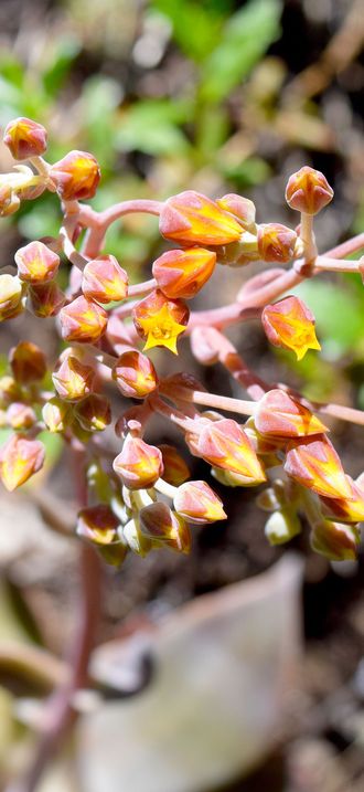 Wildflowers in the BLM Redding Field Office