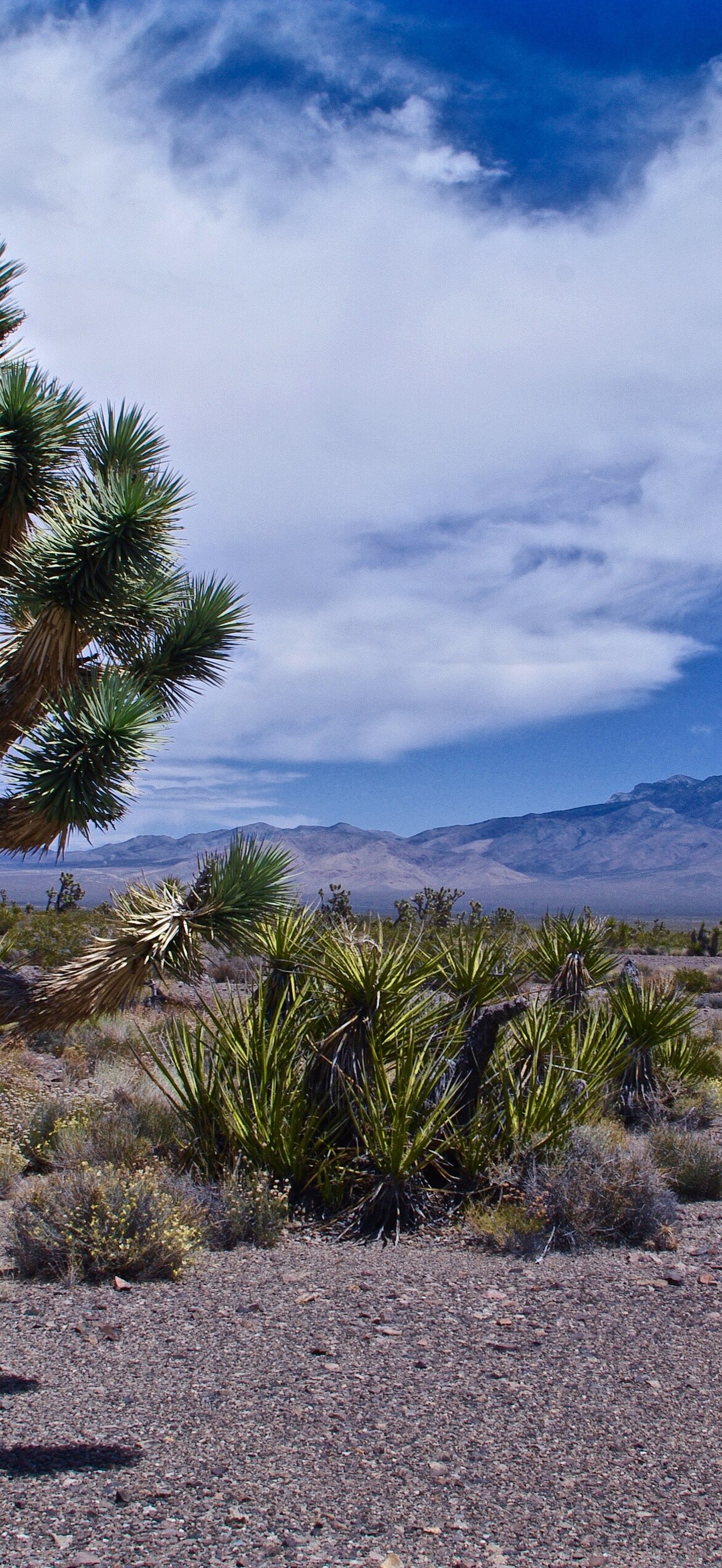 California Desert