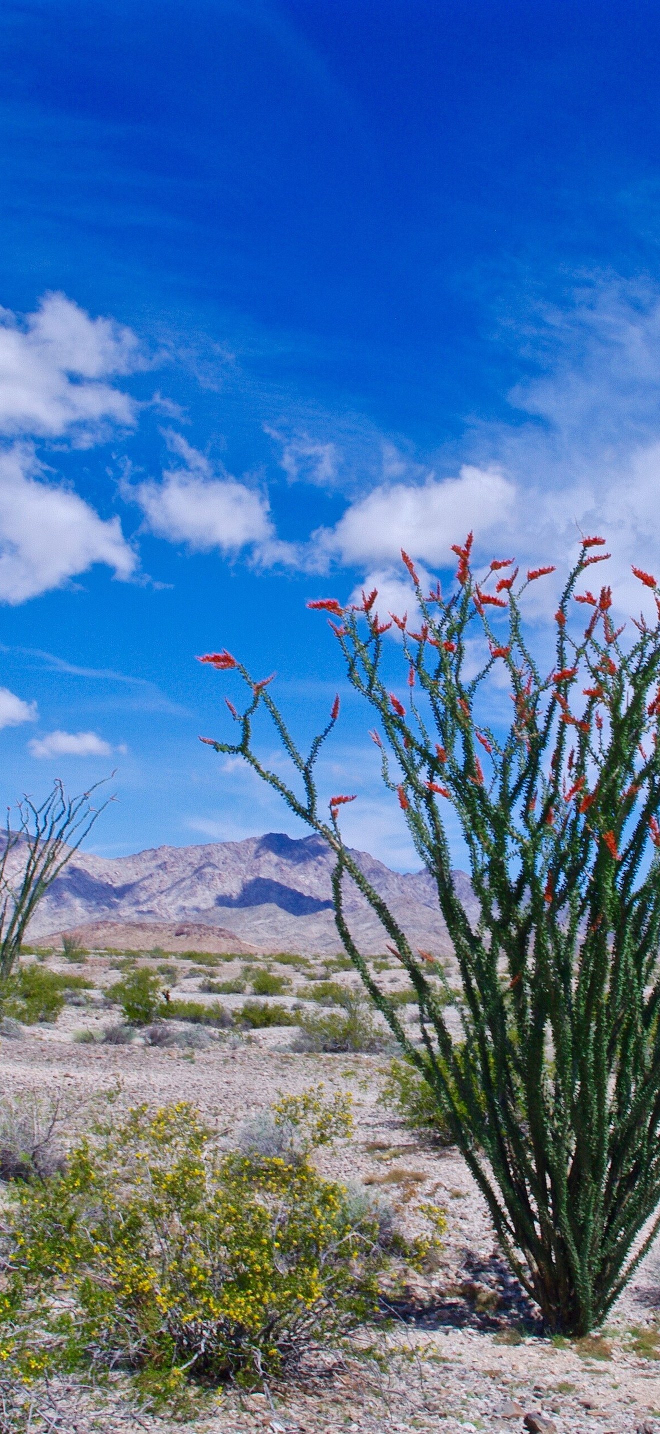 Ocotillo Chemehuevi Mountains