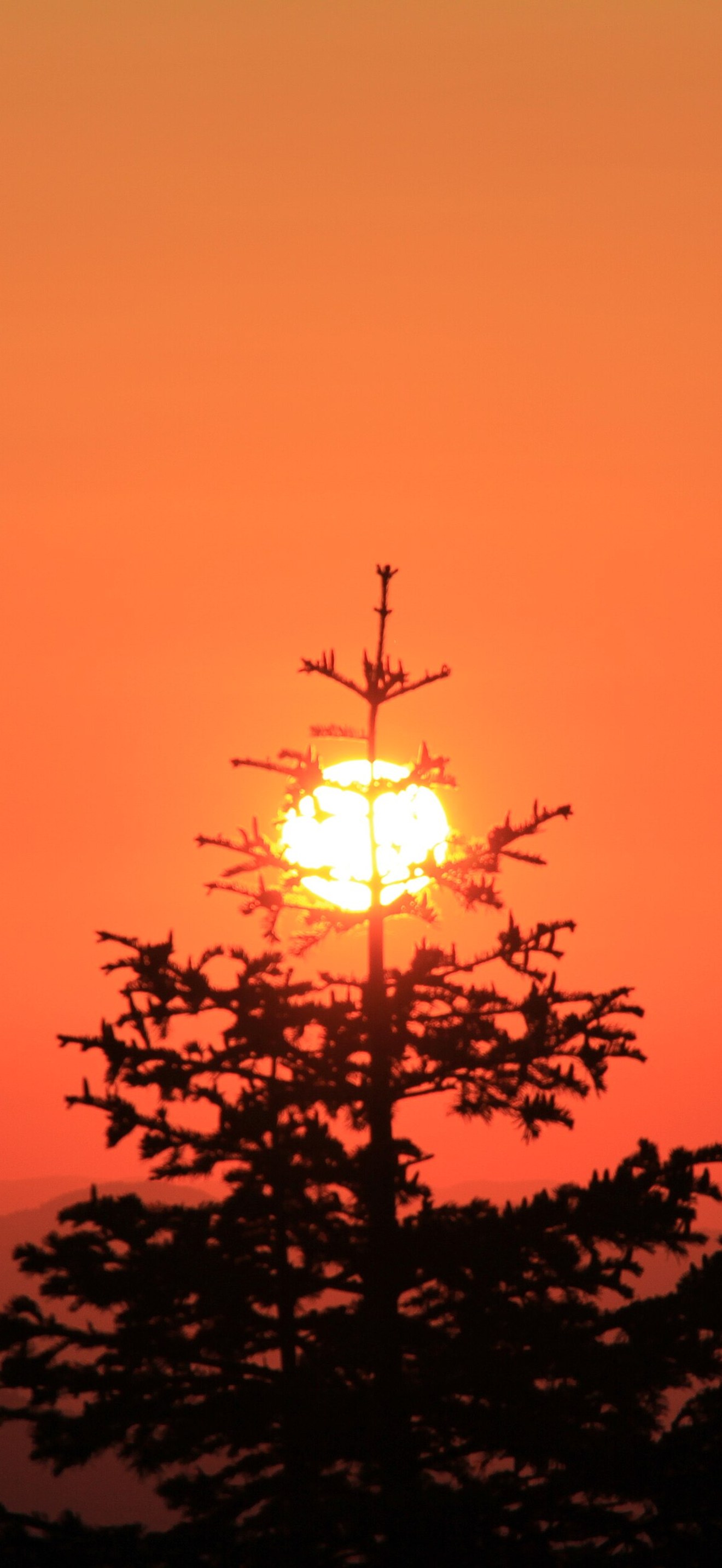 Sunset Tree Mountains
