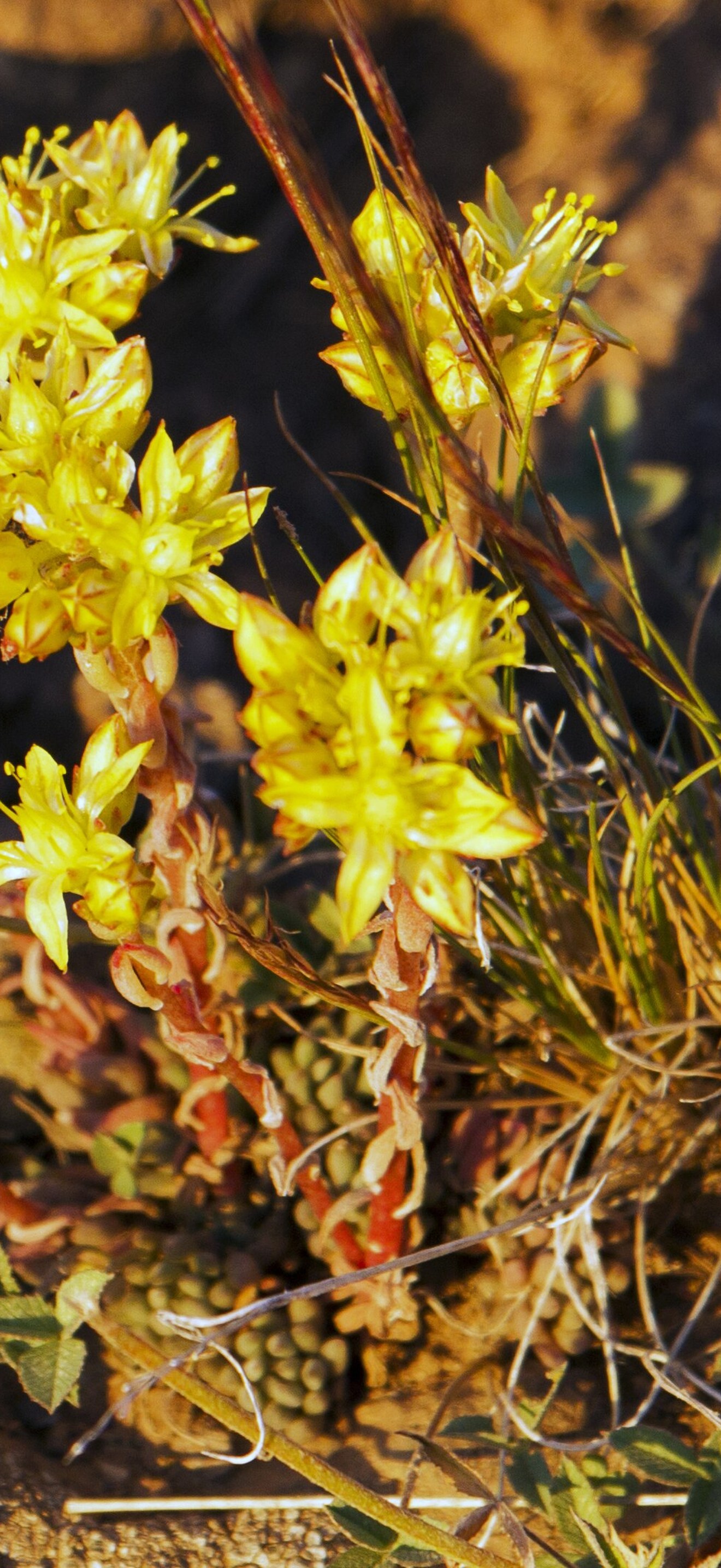Steens Mountain - Wildflowers at Kiger Gorge Overlook, 2016