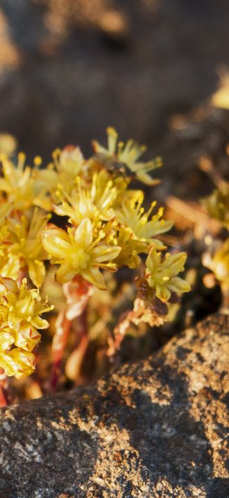 Steens Mountain - Wildflowers at Kiger Gorge Overlook, 2016