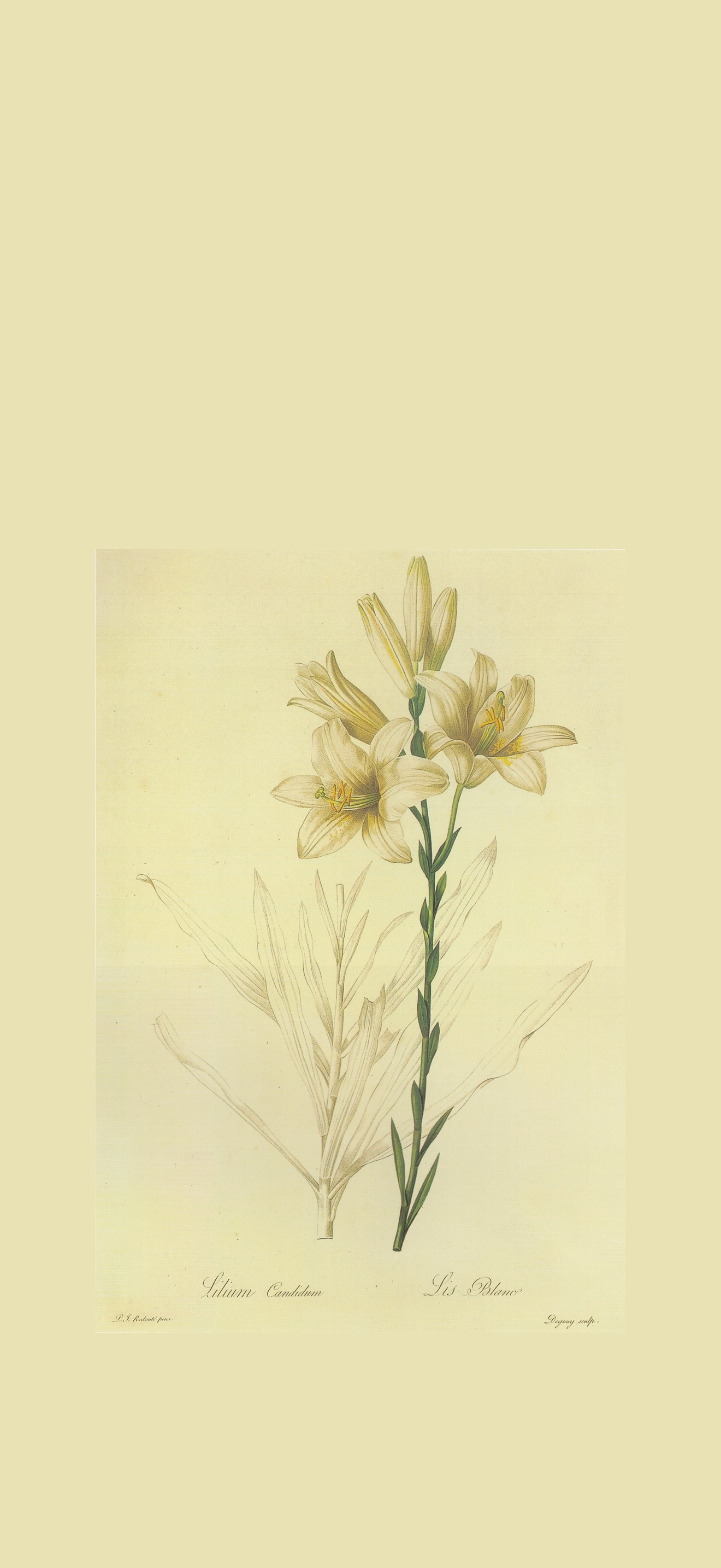 Lilium candidum in Les liliacees