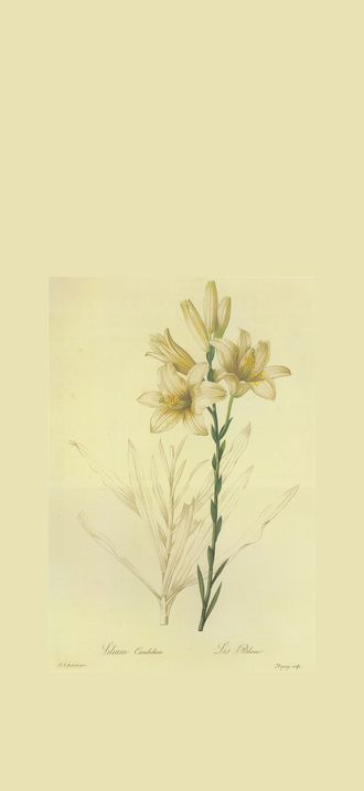Lilium candidum in Les liliacees