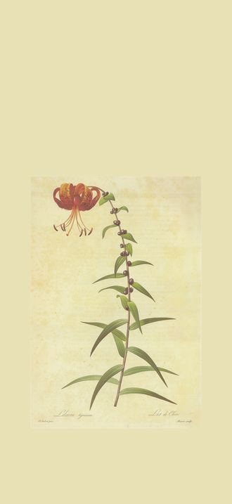 Lilium lancifolium in Les liliacees