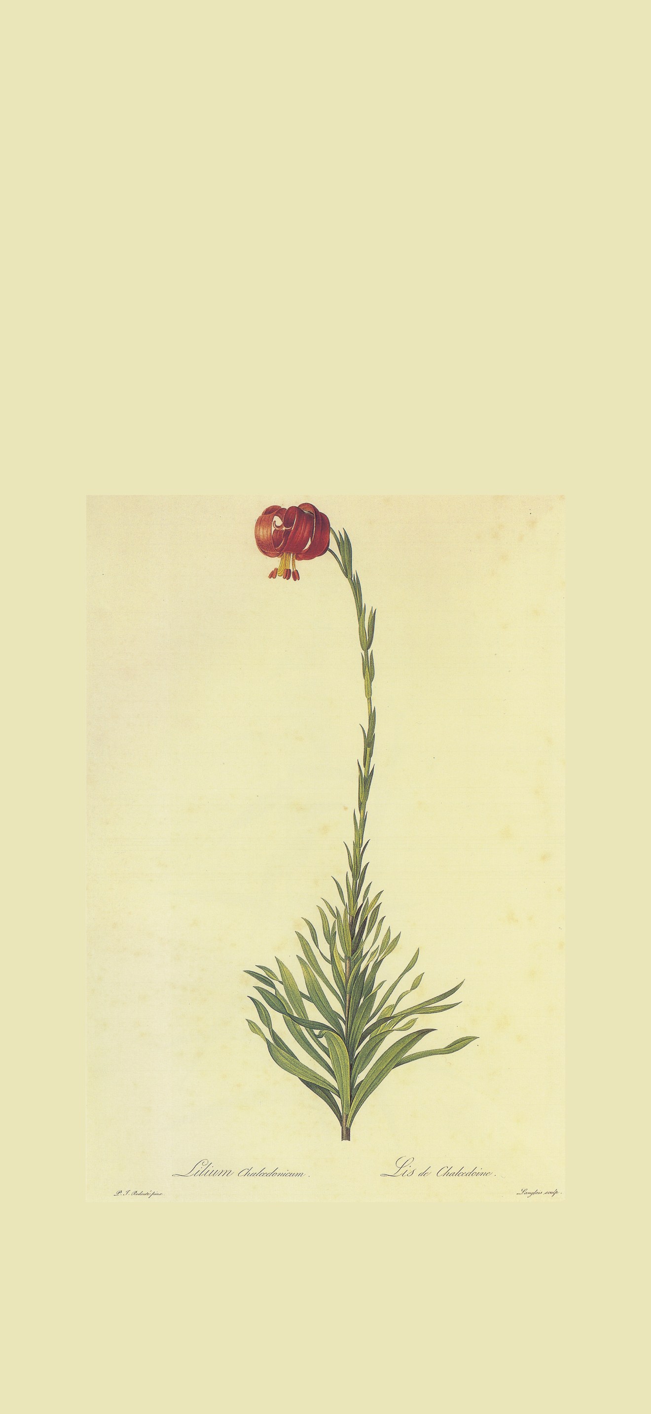 Lilium chalcedonicum in Les liliacees