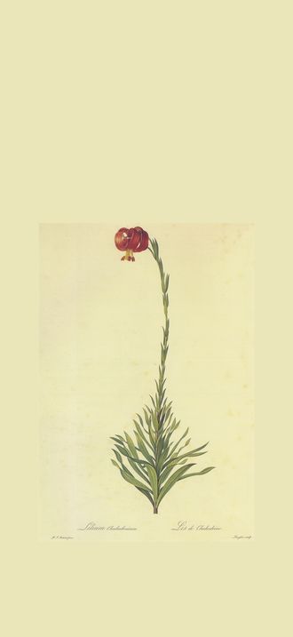 Lilium chalcedonicum in Les liliacees