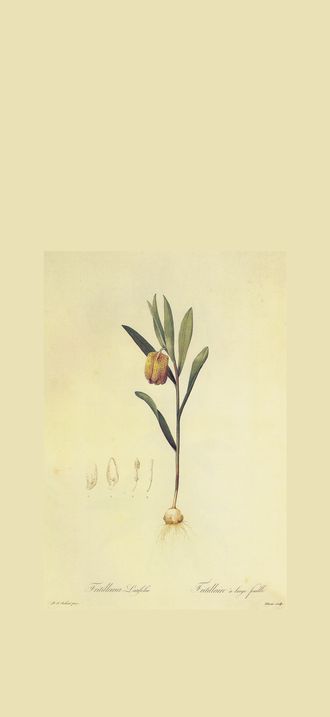 Fritillaria latifolia in Les liliacees